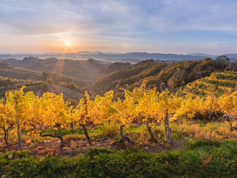 personalized wine tours in Slovenia for small groups